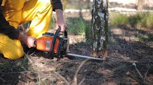 How Our Tree Care Process Works  in  White Bluff, TN