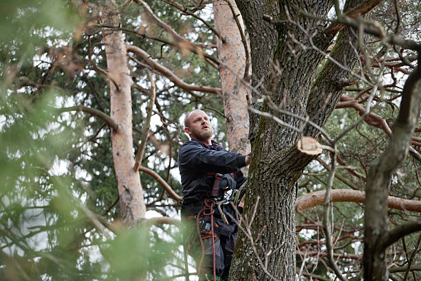 White Bluff, TN Tree Care Company